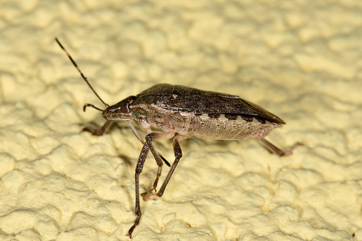 Pentatomidae : Halyomorpha halys